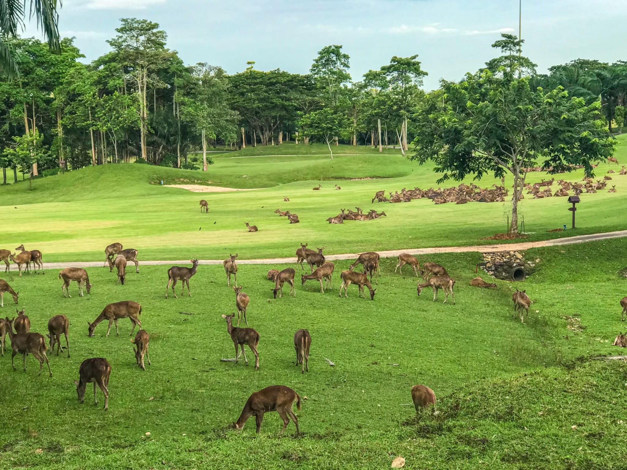 Wangjuntr golf park