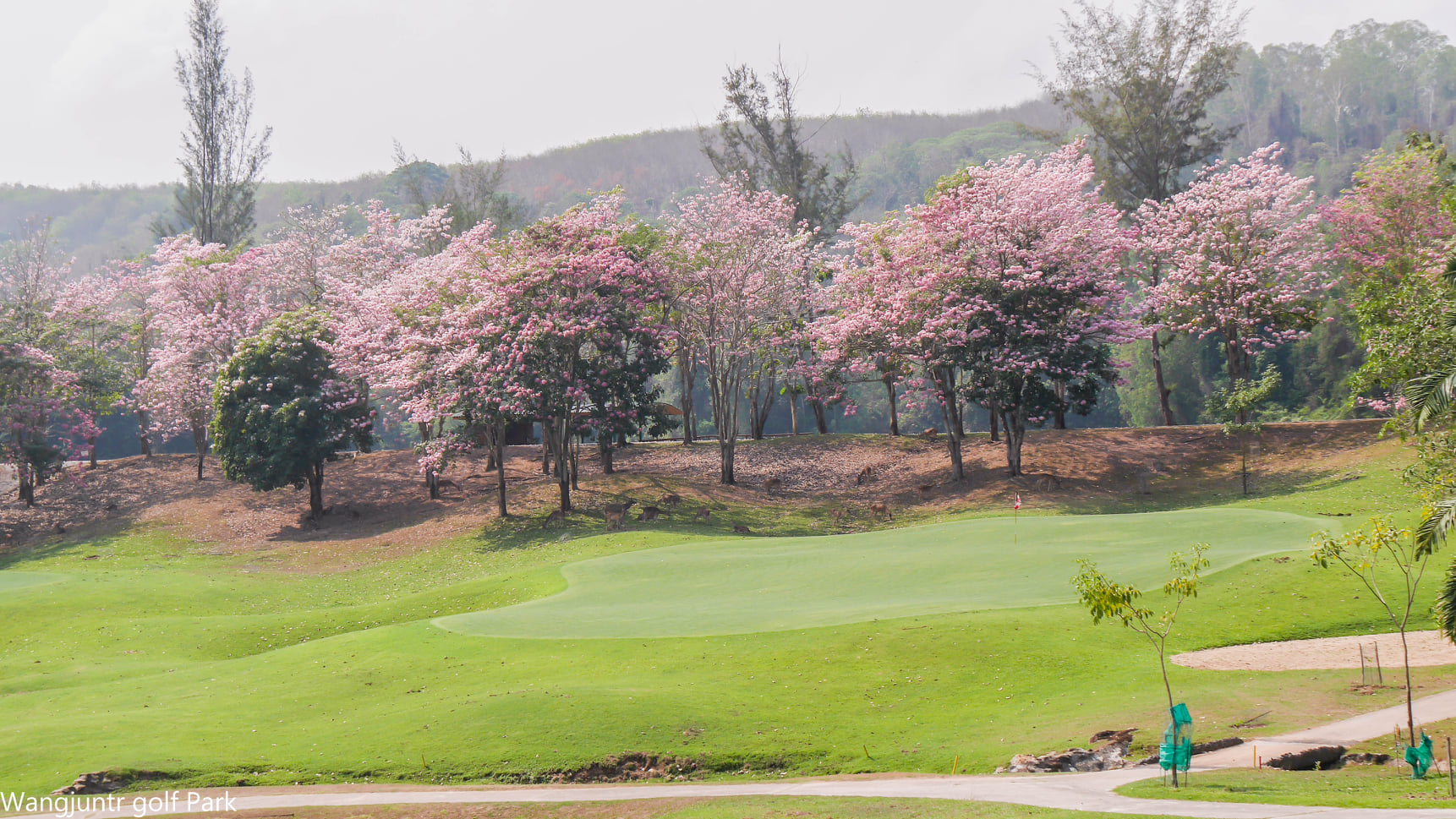 Wangjuntr golf park