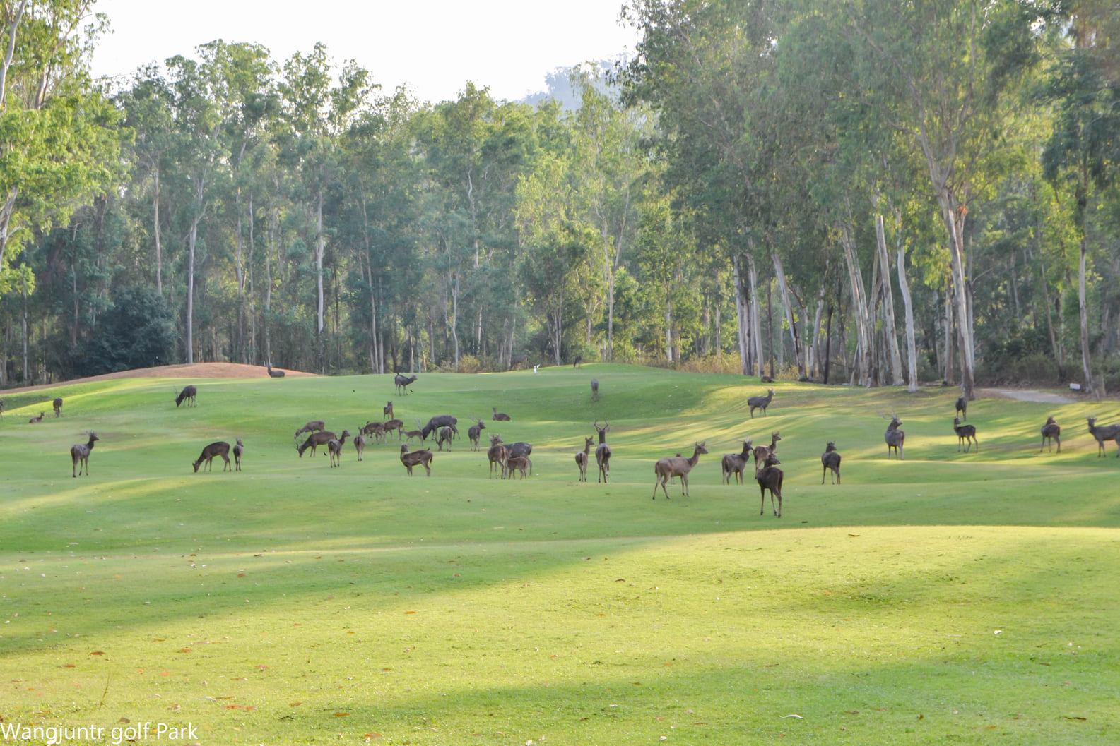 Wangjuntr golf park